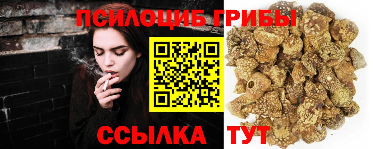 Галлюциногенные грибы Psilocybe Медногорск